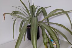 PXL_20260322_171654154.MP_